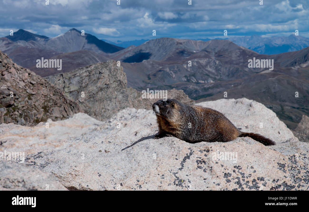 Golden Marmot is also called a yellow bellied marmot acts as a sentry keeping watch and whistling on rocks above tree line on Mount Evans, Colorado Stock Photo