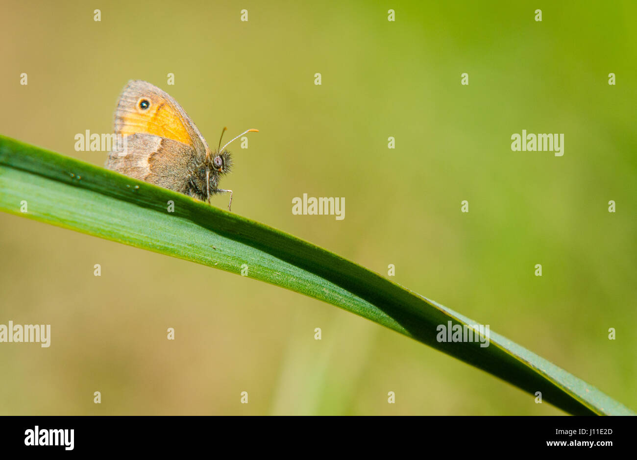Small heath, Coenonympha pamphilus on a branch Stock Photo