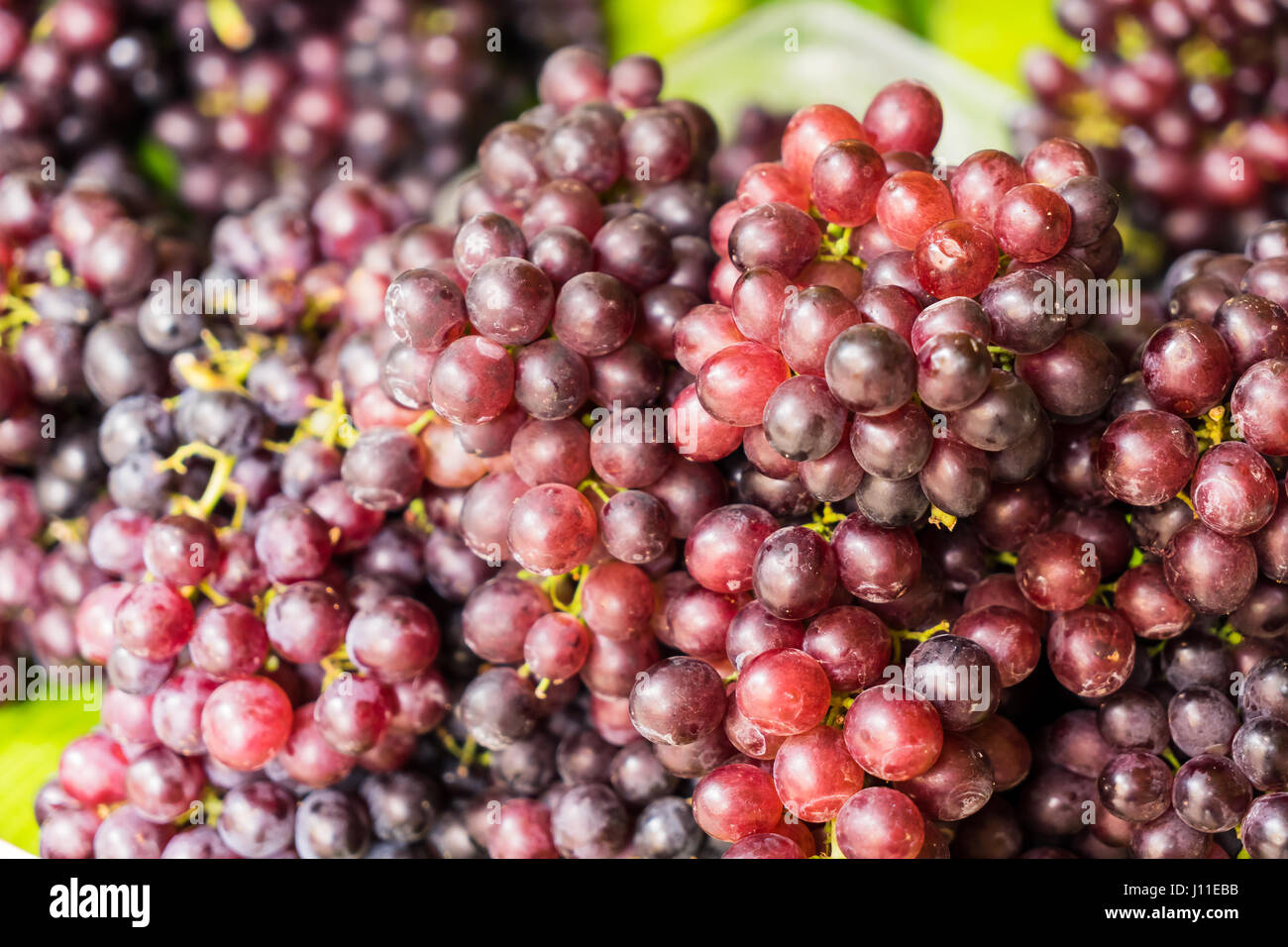 Red wine grapes background, dark grapes, blue grapes , Red Grape, Cardinal Grape , Emperor Grape Stock Photo