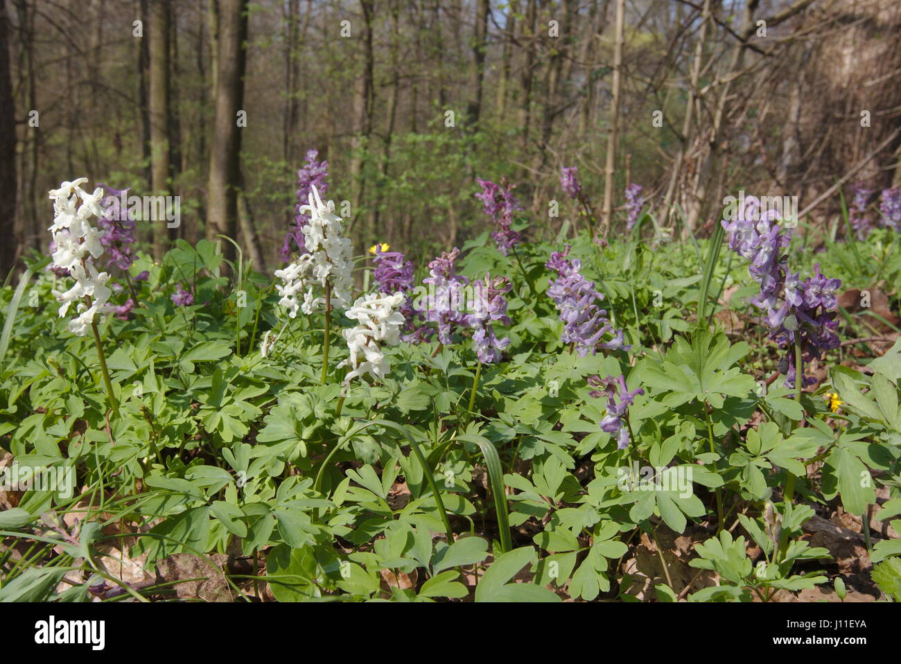 Corydalis kava, one of the early spring flowers in Polish woods Stock Photo