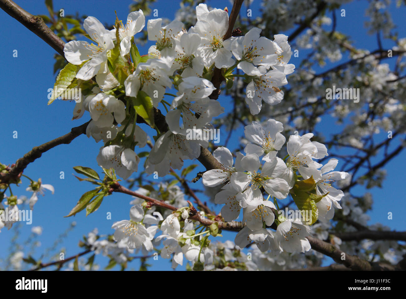 Cherry tree in spring Stock Photo
