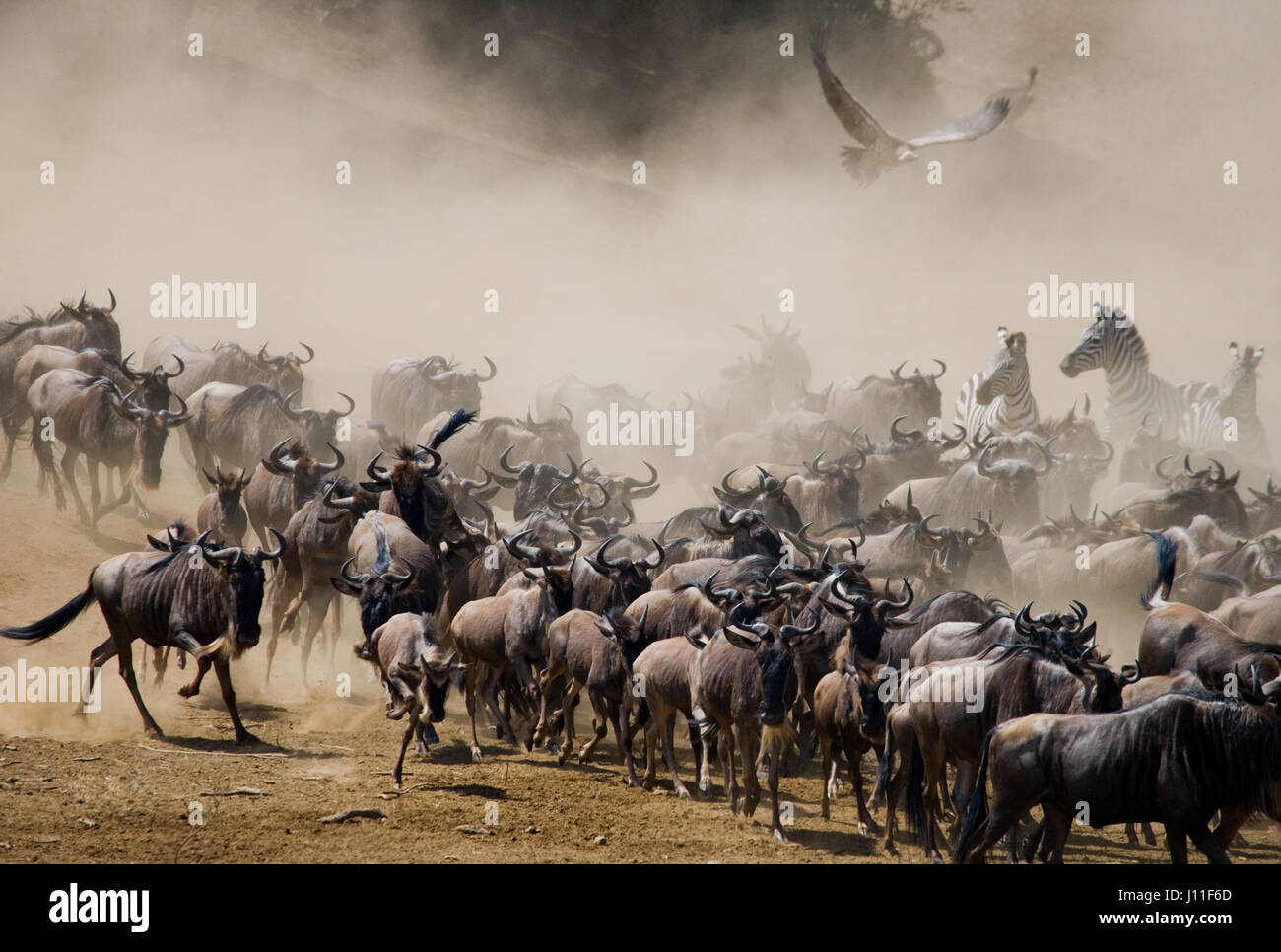 Wildebeests running through the savannah. Great Migration. Kenya. Tanzania. Masai Mara National Park. Stock Photo