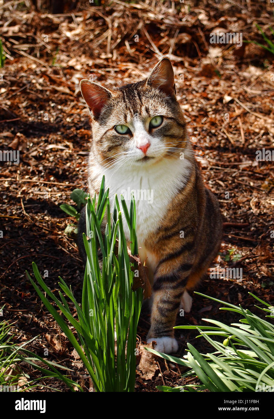 green eyed cat in woods Stock Photo