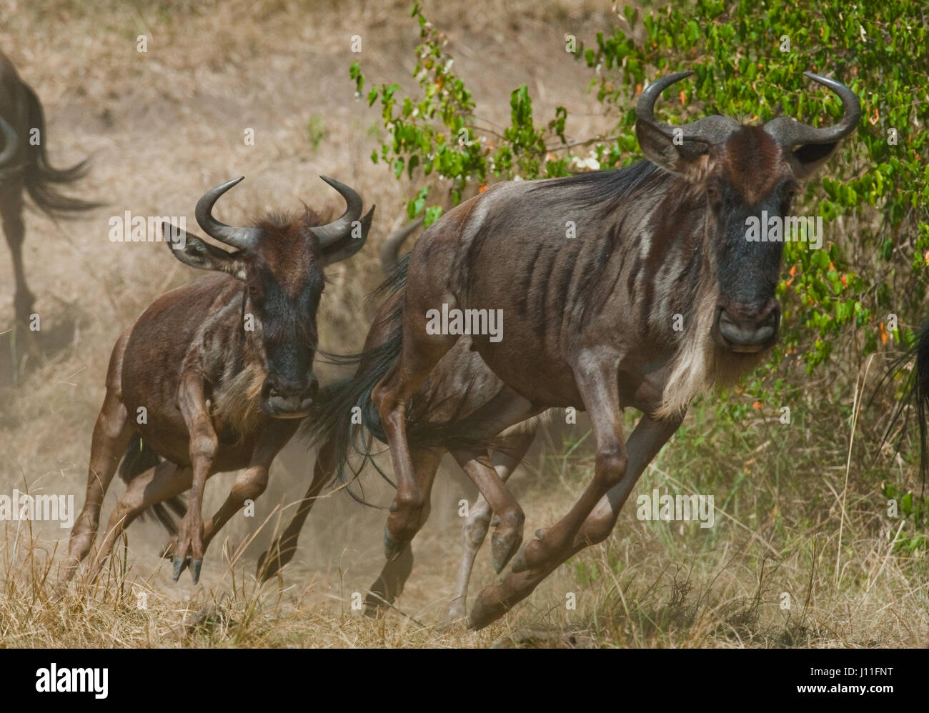 Wildebeests running through the savannah. Great Migration. Kenya. Tanzania. Masai Mara National Park. Stock Photo