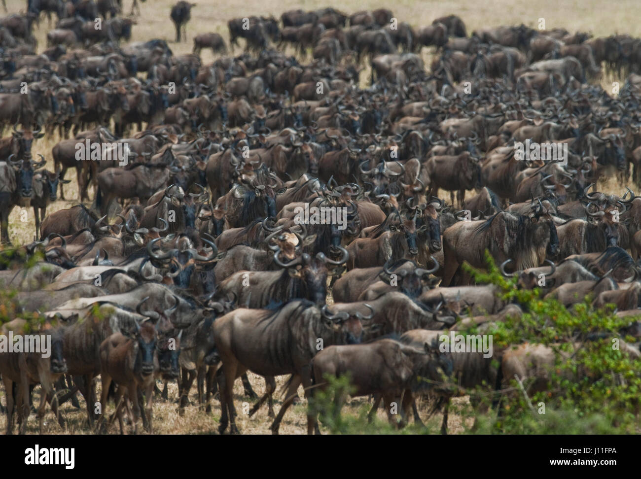 Wildebeests running through the savannah. Great Migration. Kenya. Tanzania. Masai Mara National Park. Stock Photo