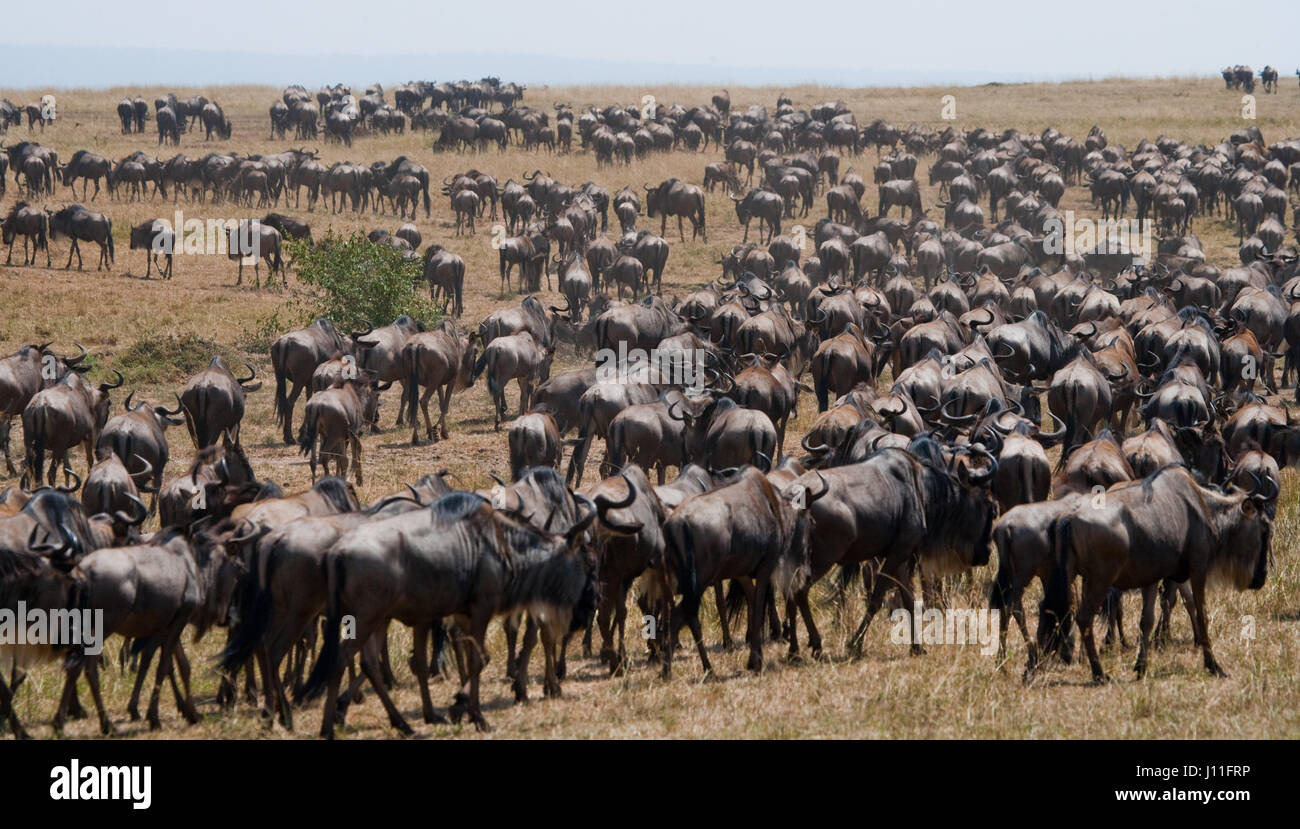 Wildebeests running through the savannah. Great Migration. Kenya. Tanzania. Masai Mara National Park. Stock Photo