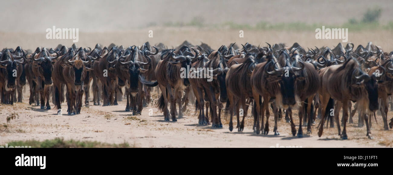 Wildebeests running through the savannah. Great Migration. Kenya. Tanzania. Masai Mara National Park. Stock Photo