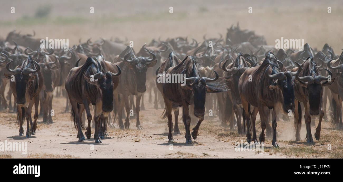 Wildebeests running through the savannah. Great Migration. Kenya. Tanzania. Masai Mara National Park. Stock Photo