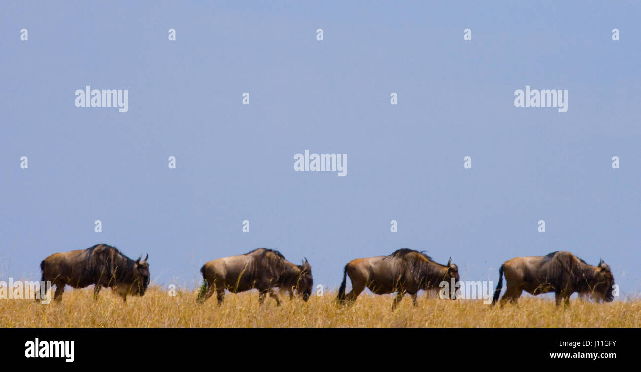 Wildebeest are following each other in the savannah. Great Migration. Kenya. Tanzania. Masai Mara National Park. Stock Photo