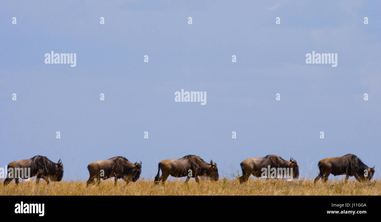 Wildebeest are following each other in the savannah. Great Migration. Kenya. Tanzania. Masai Mara National Park. Stock Photo