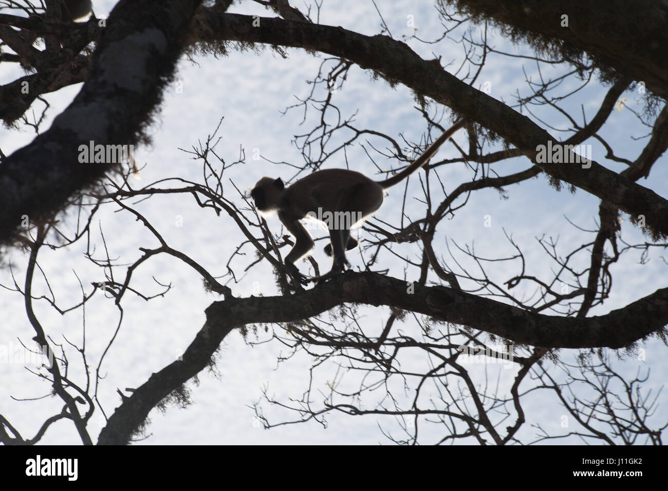 sri lanka national park wildlife and animal, monkey Stock Photo