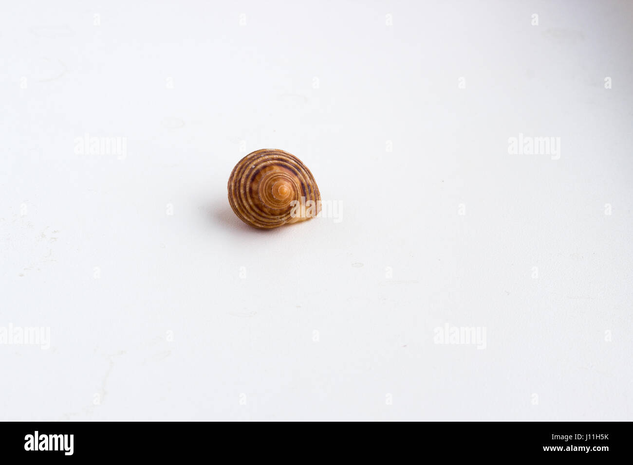 Beautiful sea shell shot close on a white background, from a private collection of sea and ocean shells Stock Photo