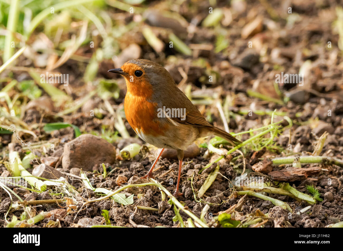 Robins In England English garden birds hi-res stock photography and images - Alamy
