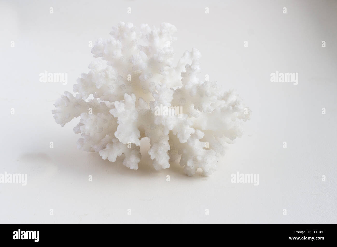 Beautiful sea shell on a white background Stock Photo