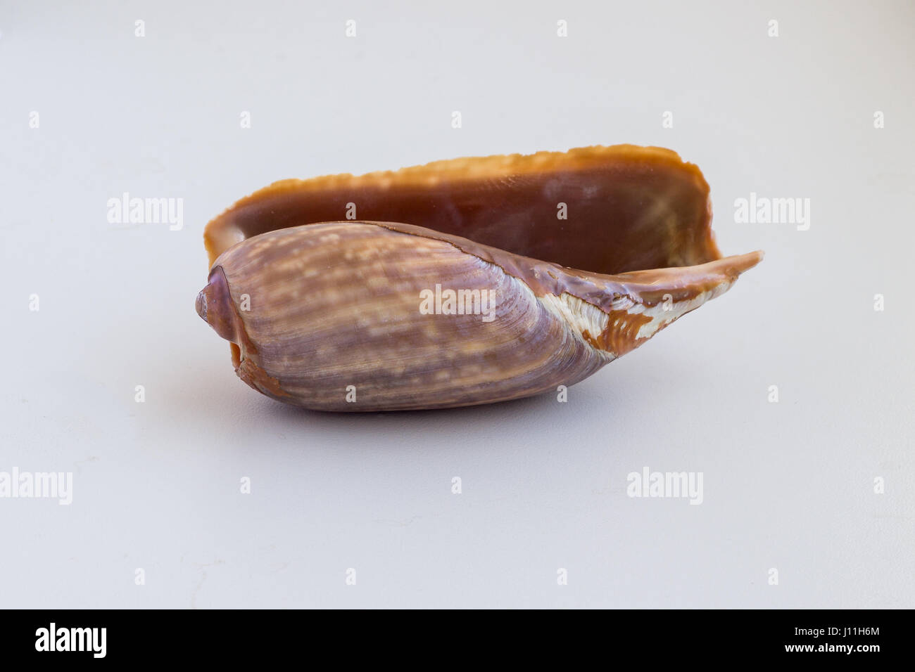 Beautiful sea shell from Morroco on a white background Stock Photo