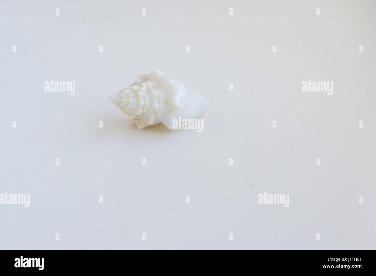 Beautiful sea shell Conus geographus on a white background Stock Photo