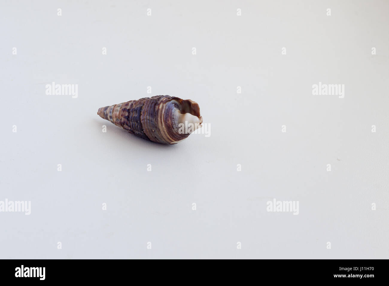 Beautiful sea shell Conus geographus on a white background Stock Photo