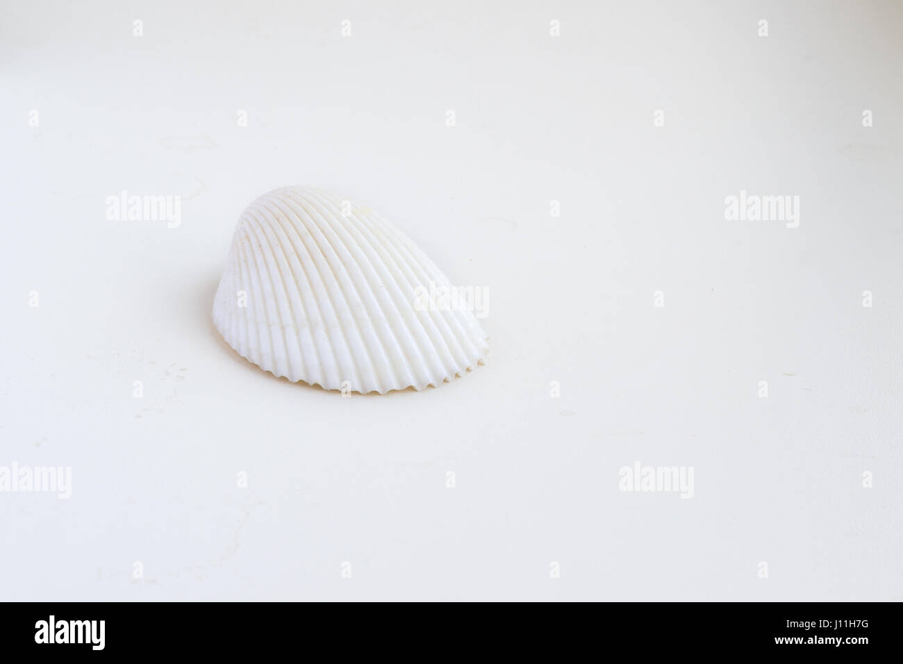 Beautiful sea shell Chione paphia on a white background Stock Photo