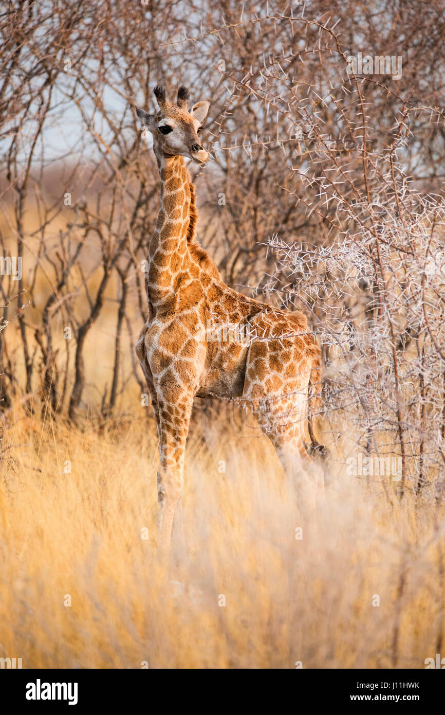 Young Angolan Giraffe, Giraffa giraffa angolensis, Etosha National Park, Namibia, by Monika Hrdinova/Dembinsky Photo Assoc Stock Photo