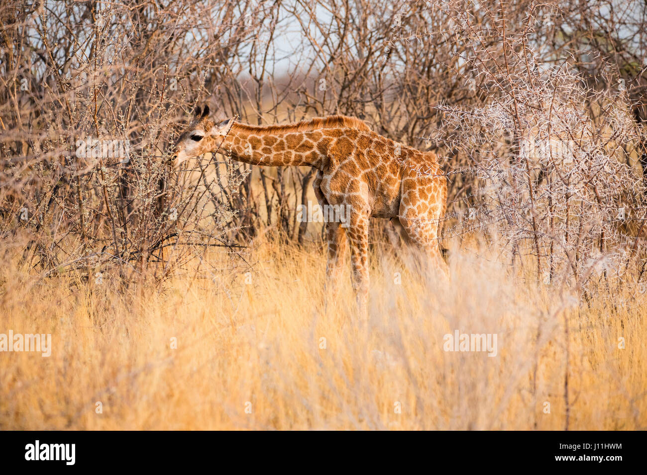 Young Angolan Giraffe, Giraffa giraffa angolensis, Etosha National Park, Namibia, Africa, by Monika Hrdinova/Dembinsky Photo Assoc Stock Photo