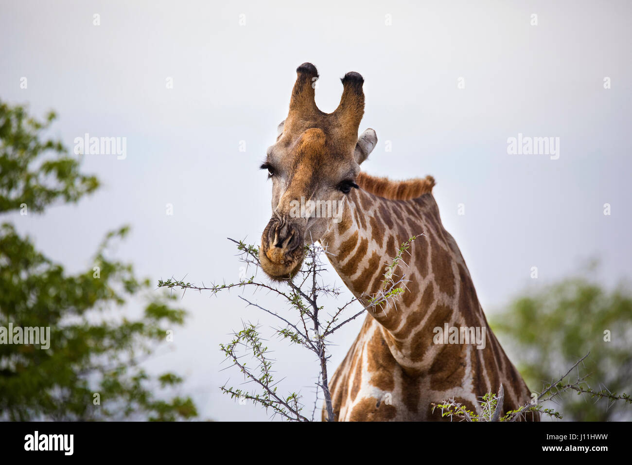 Angolan Giraffe, Giraffa giraffa angolensis, Etosha National Park, Namibia, Africa, by Monika Hrdinova/Dembinsky Photo Assoc Stock Photo