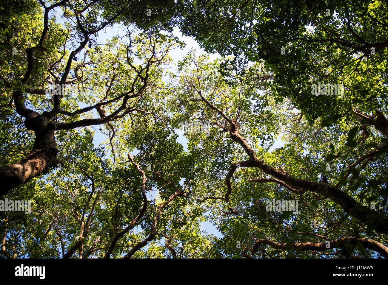 Tree canopy above the Sefa Utaki religious ground in Chinen, Okinawa, Japan Stock Photo