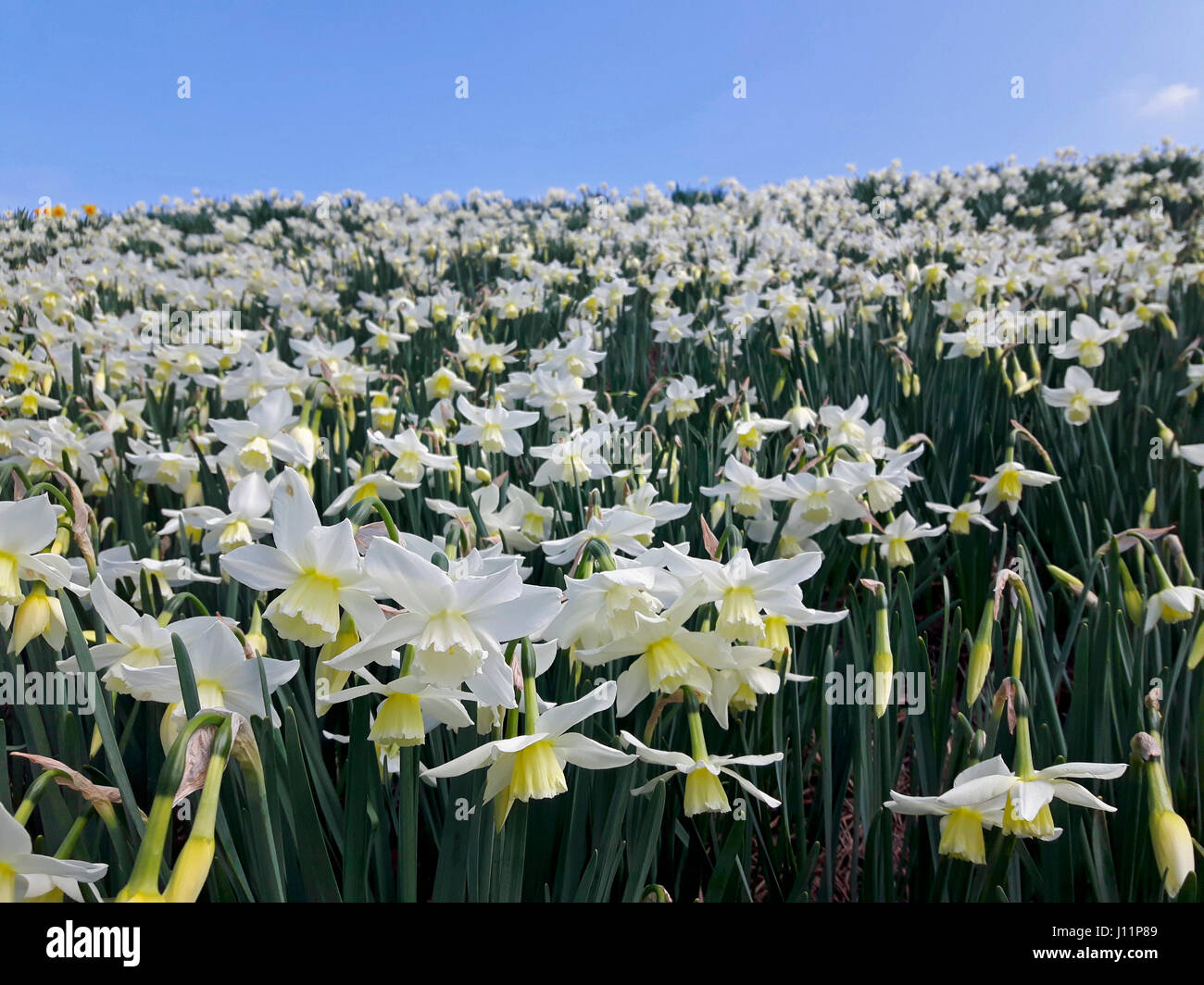 First white daffodils blooming in spring Stock Photo