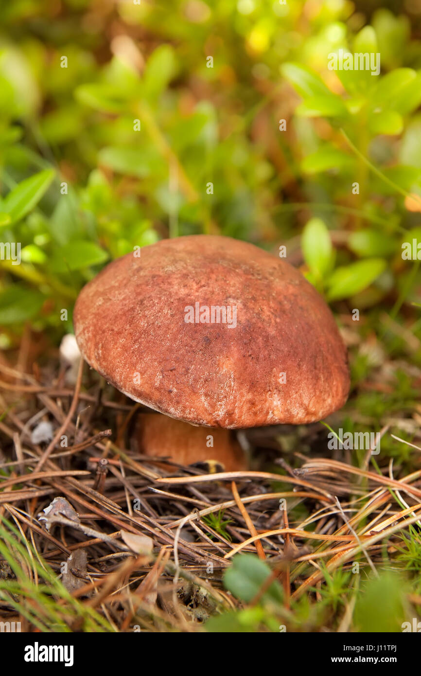 boletus edulis or cep, penny bun, porcino, or king bolete in natural habitat. Edible wild mushroom in the forest Stock Photo