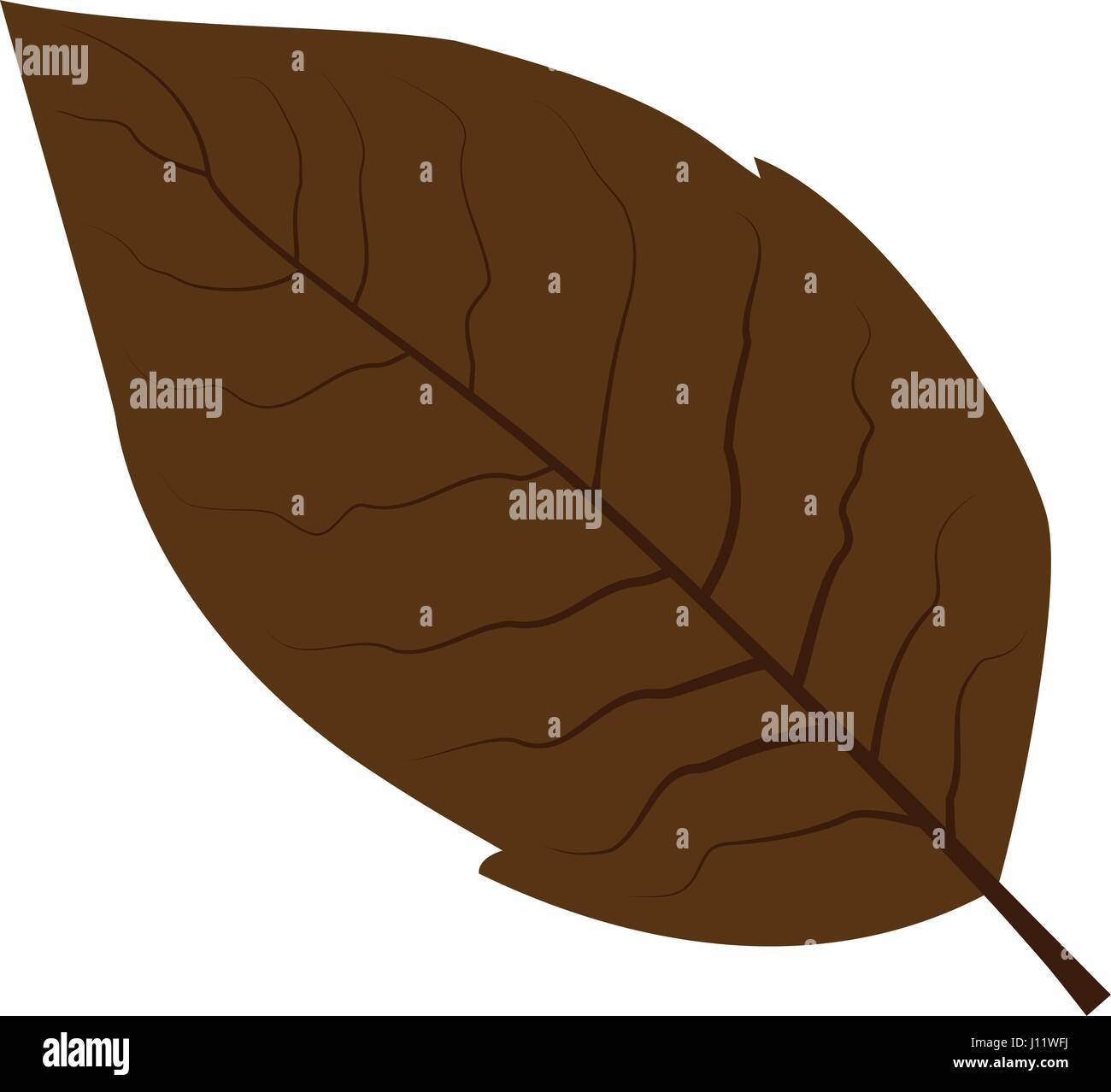 Tobacco Plant Drawing High Resolution Stock Photography and Images - Alamy