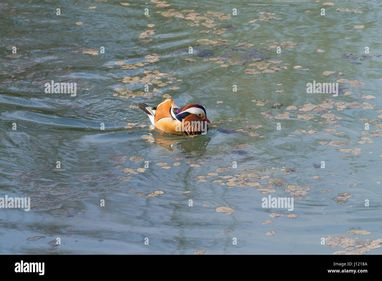 Mandarin duck close up from Sile river natural park. Italian wildlife ...