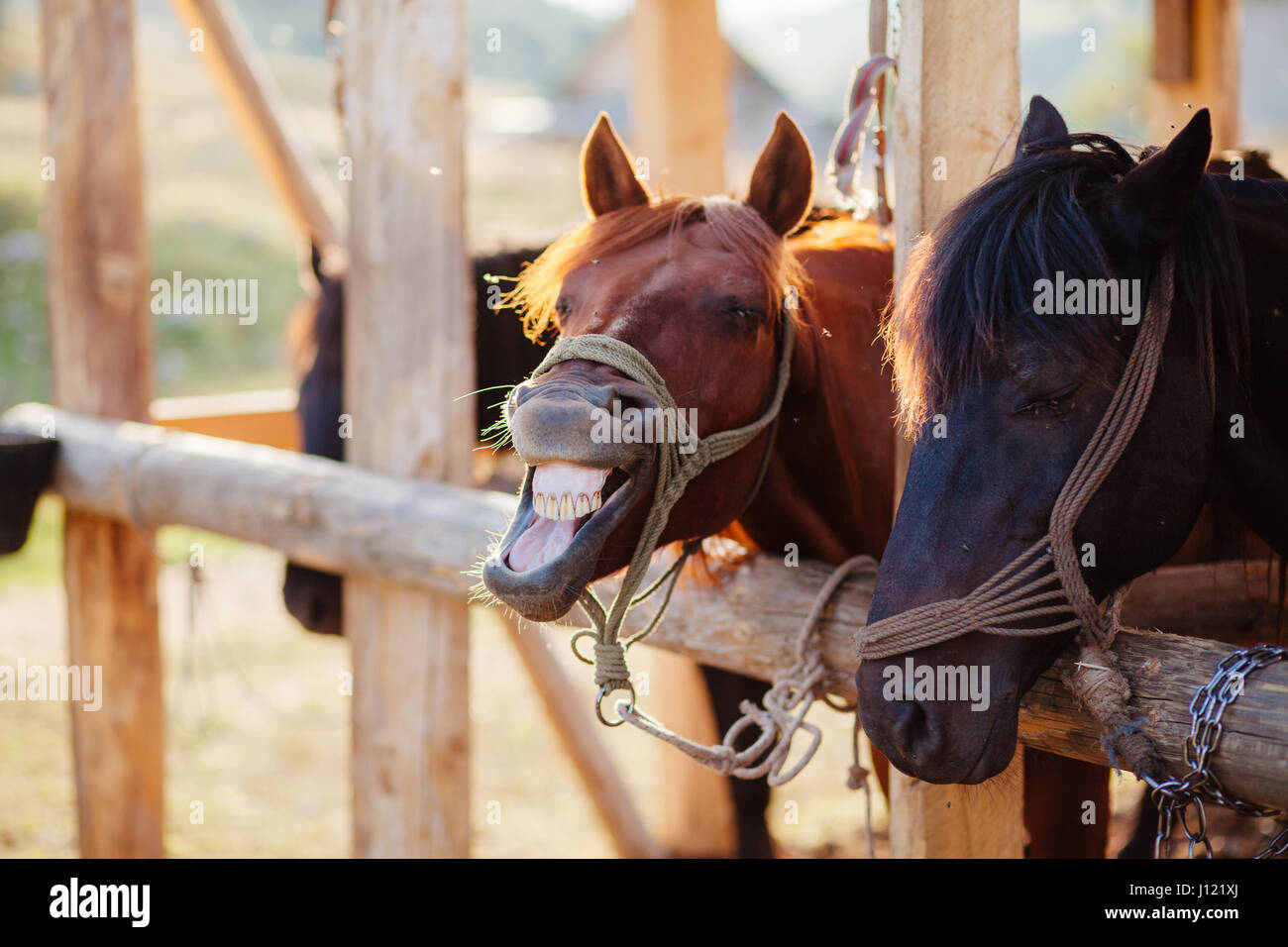 horse neighs at stall. Funny horse Stock Photo Alamy