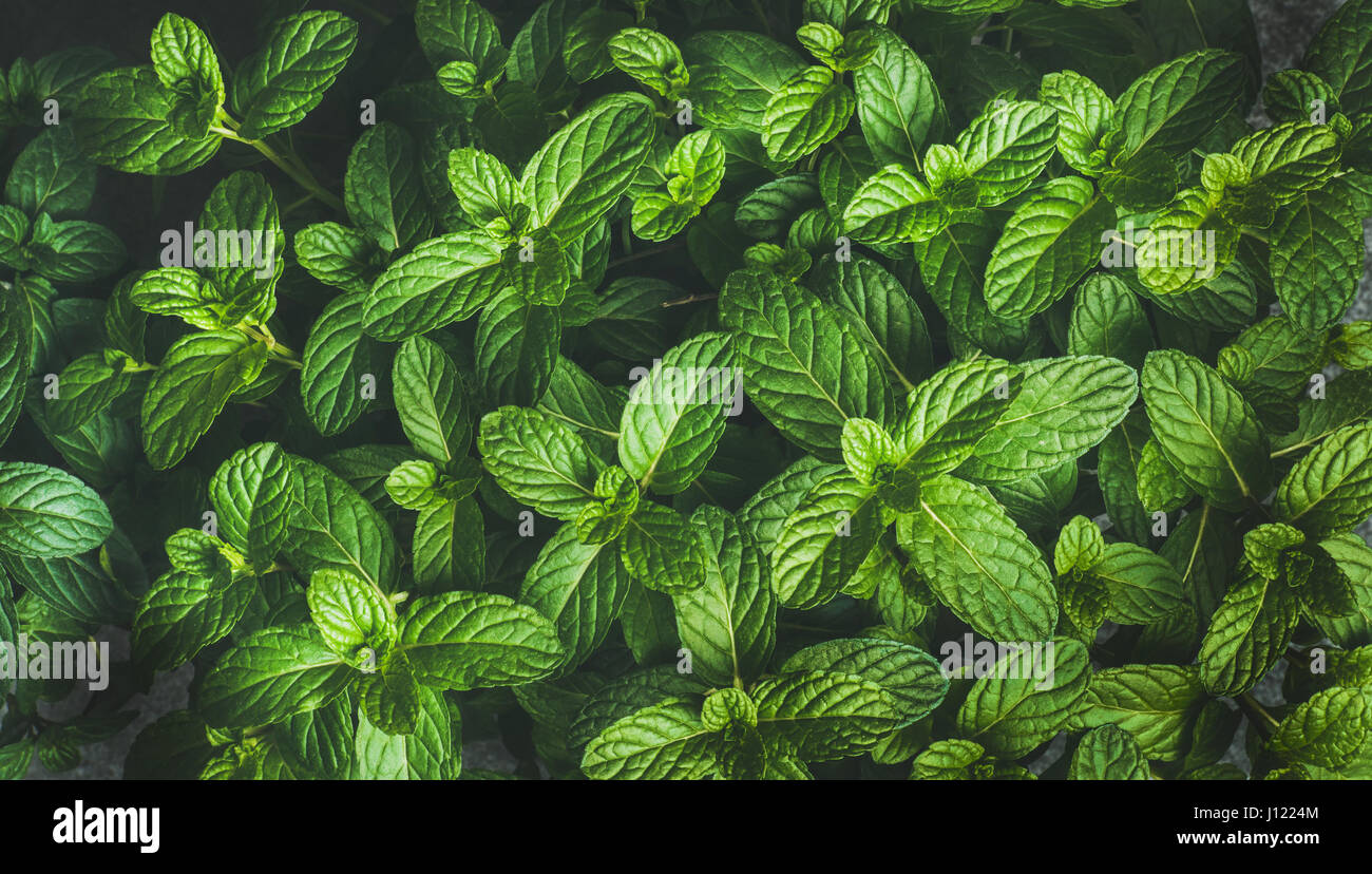Fresh green pepper mint leaves texture, background or wallpaper Stock