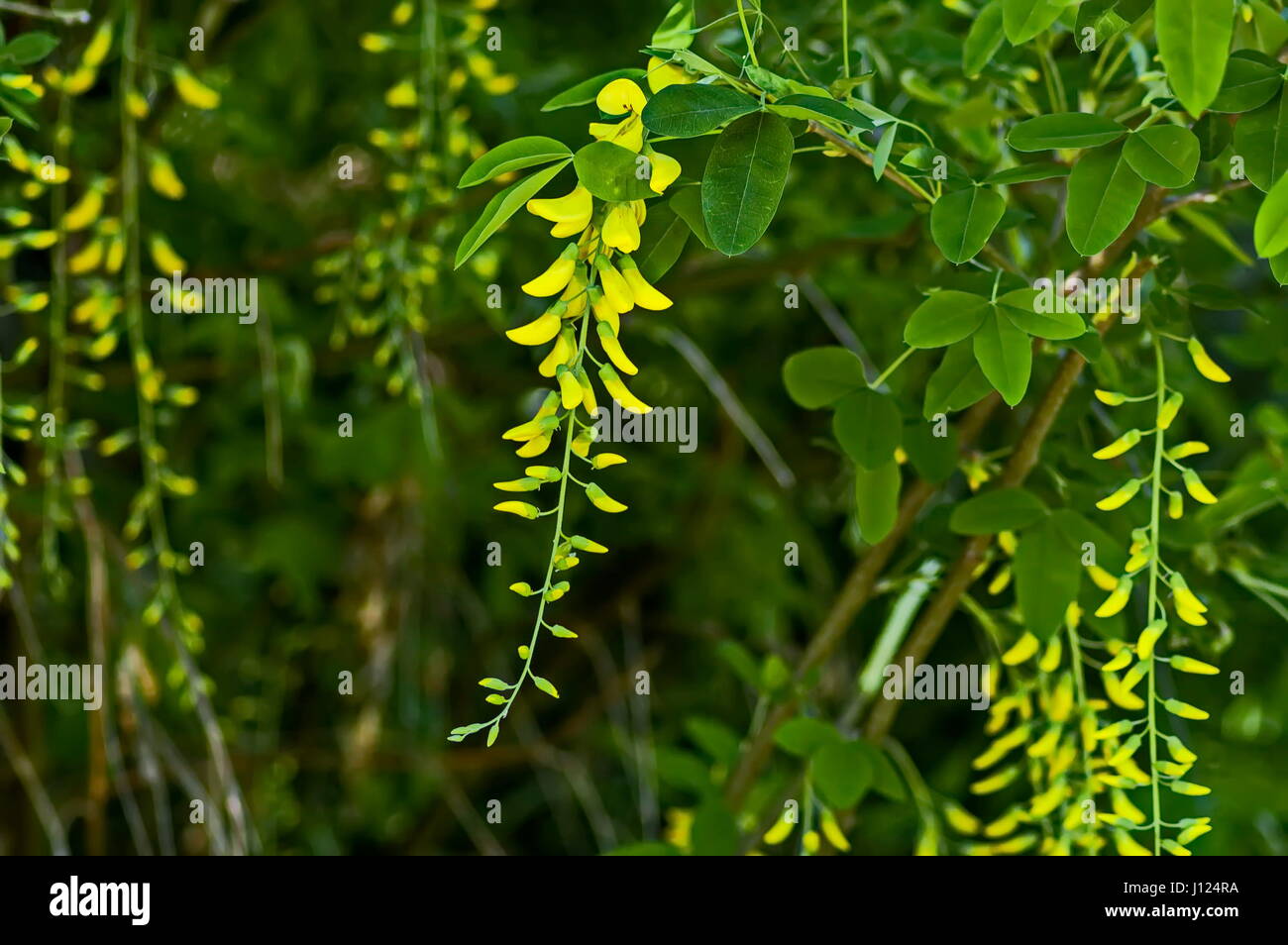 Yellow acacia tree or Caragana arborescens branch with green leaves and yellow bloom flower, Sofia, Bulgaria Stock Photo