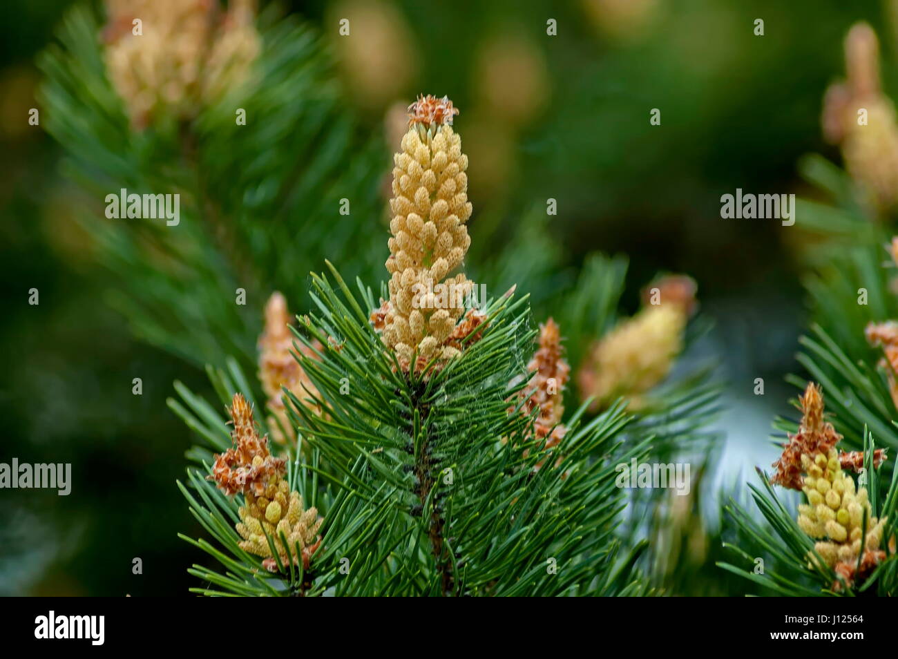 Pine or pinus tree branch with new tip in springtime, Plana mountain ...