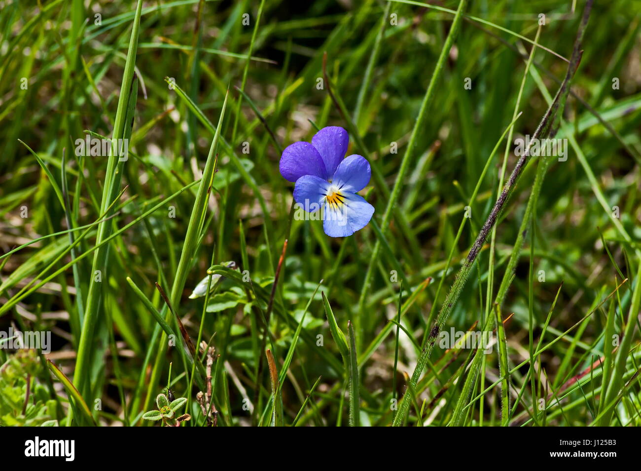 Medicinal plant wild pansy violet flowering in glade, Rila mountain, Bulgaria Stock Photo