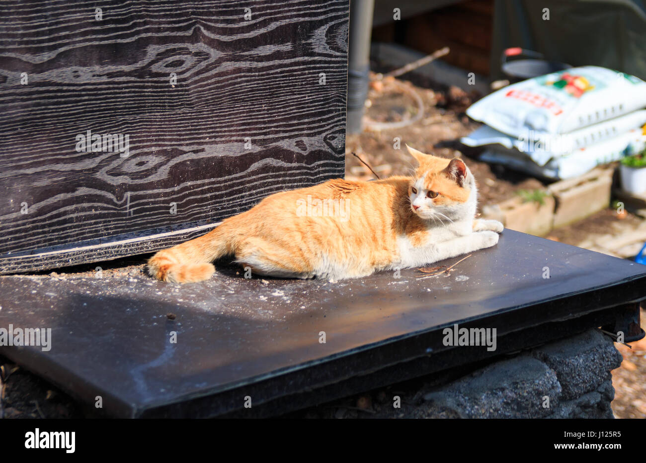 Alley Cat In Shantytown In Seoul Korea Stock Photo 138346073 Alamy