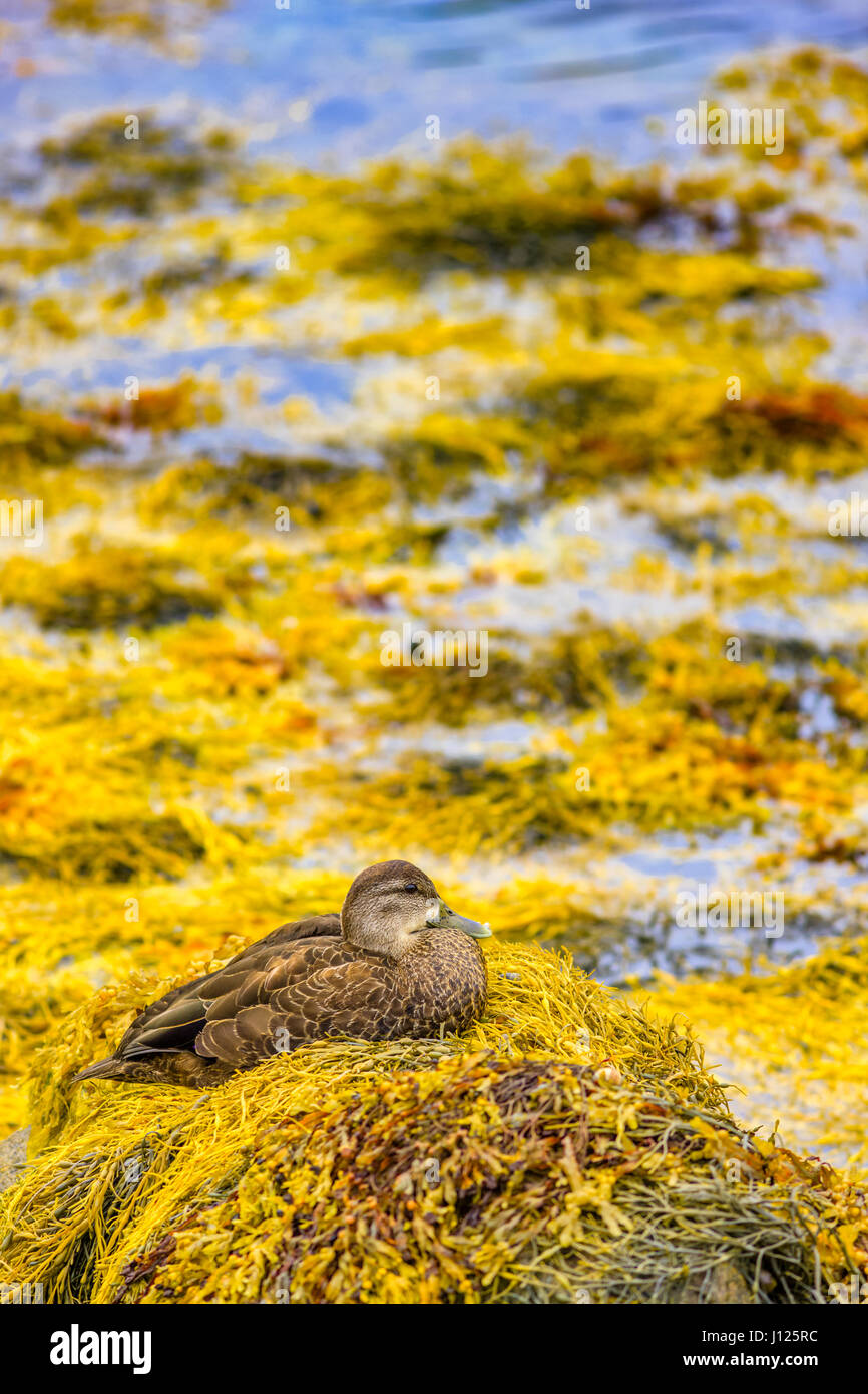 Peggy's Cove Nova Scotia, Canada Stock Photo Alamy