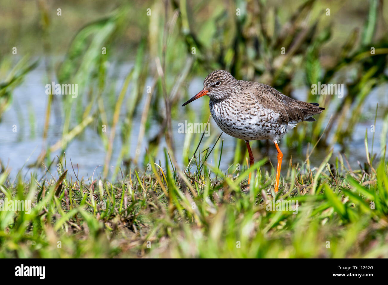Redshank wetland bird hi-res stock photography and images - Alamy