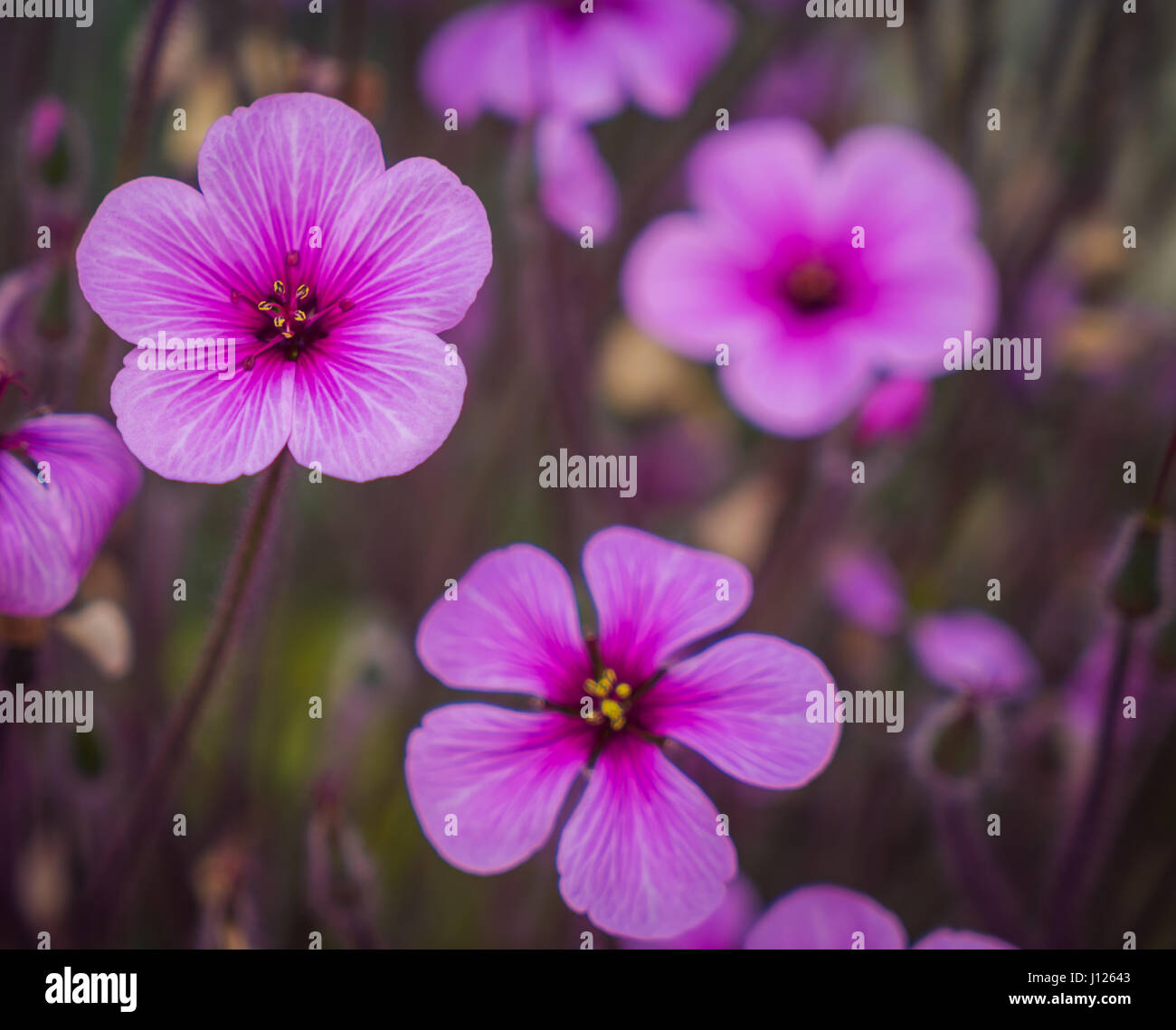 Pink flowers, oxalis in garden Stock Photo