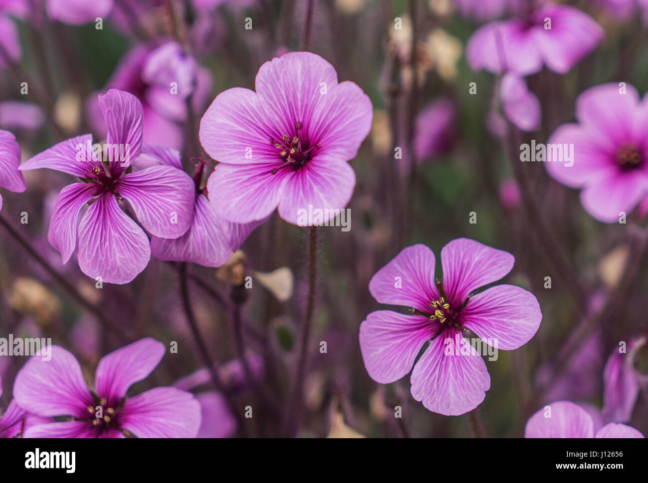 Pink flowers, oxalis in garden Stock Photo - Alamy