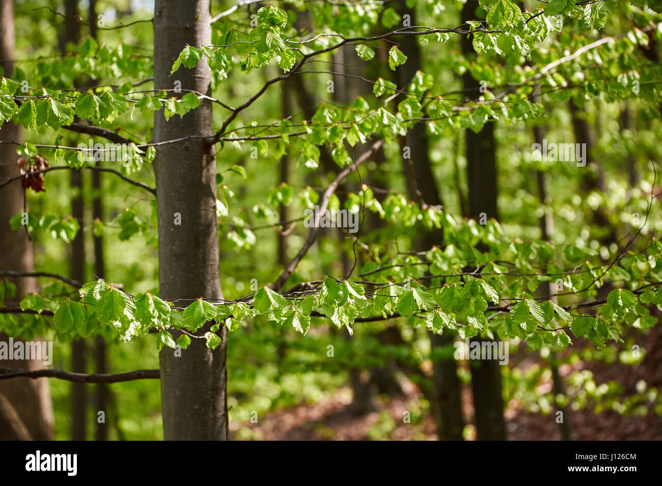 Forest of beech trees in the early spring Stock Photo - Alamy