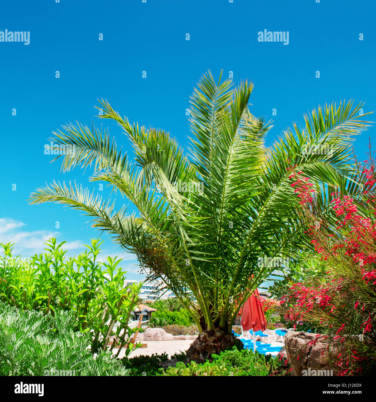 Tropical palm trees in a beautiful park Stock Photo - Alamy
