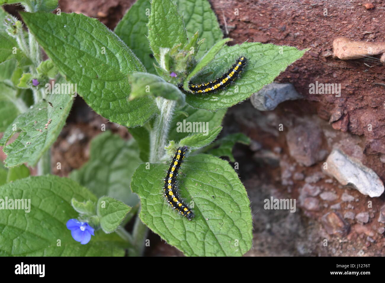 scarlet tiger moth caterpillar (Callimorpha dominula) feeding on green alkanet Stock Photo