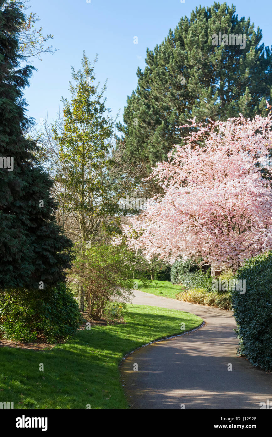 Path winding through trees during Spring in the park at The Arboretum, Nottingham, England, UK Stock Photo