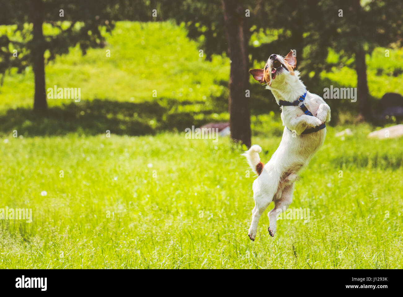 Dog springs into action jumping at park lawn at hot summer day Stock Photo