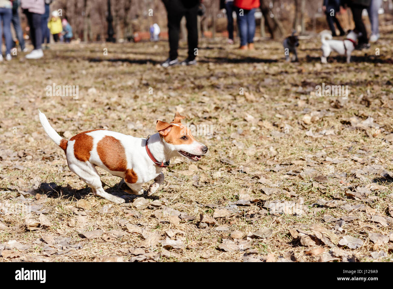 Dog at doggy park running off-leash under supervision of owner Stock Photo