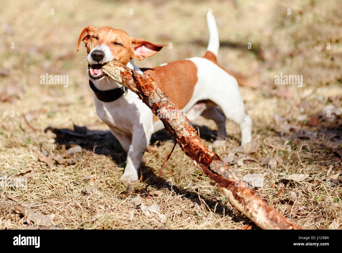 Why Does My Dog Eat Wood And Sticks