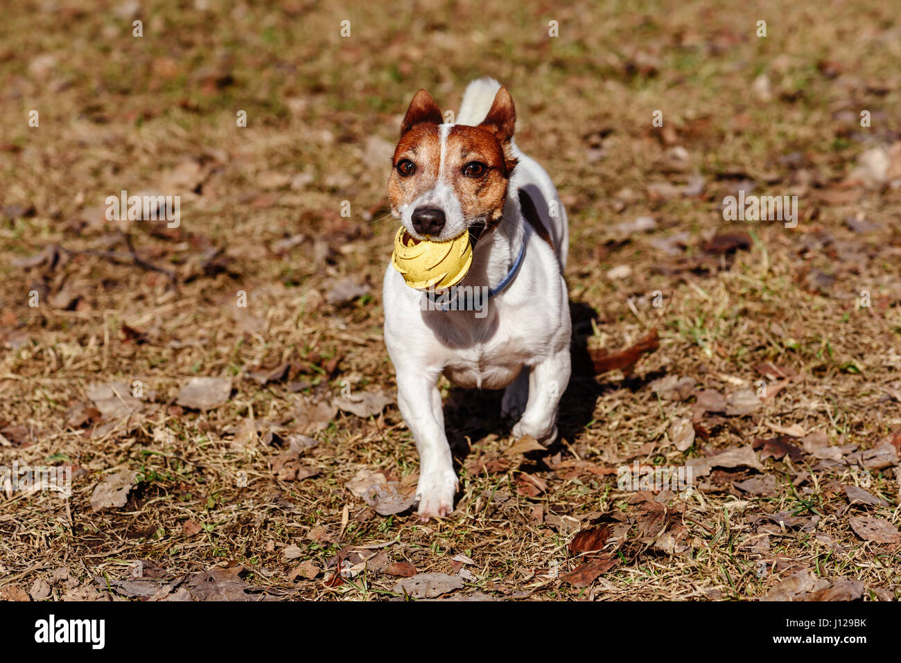Dog playing with toy rubber ball on last year old leaves Stock Photo