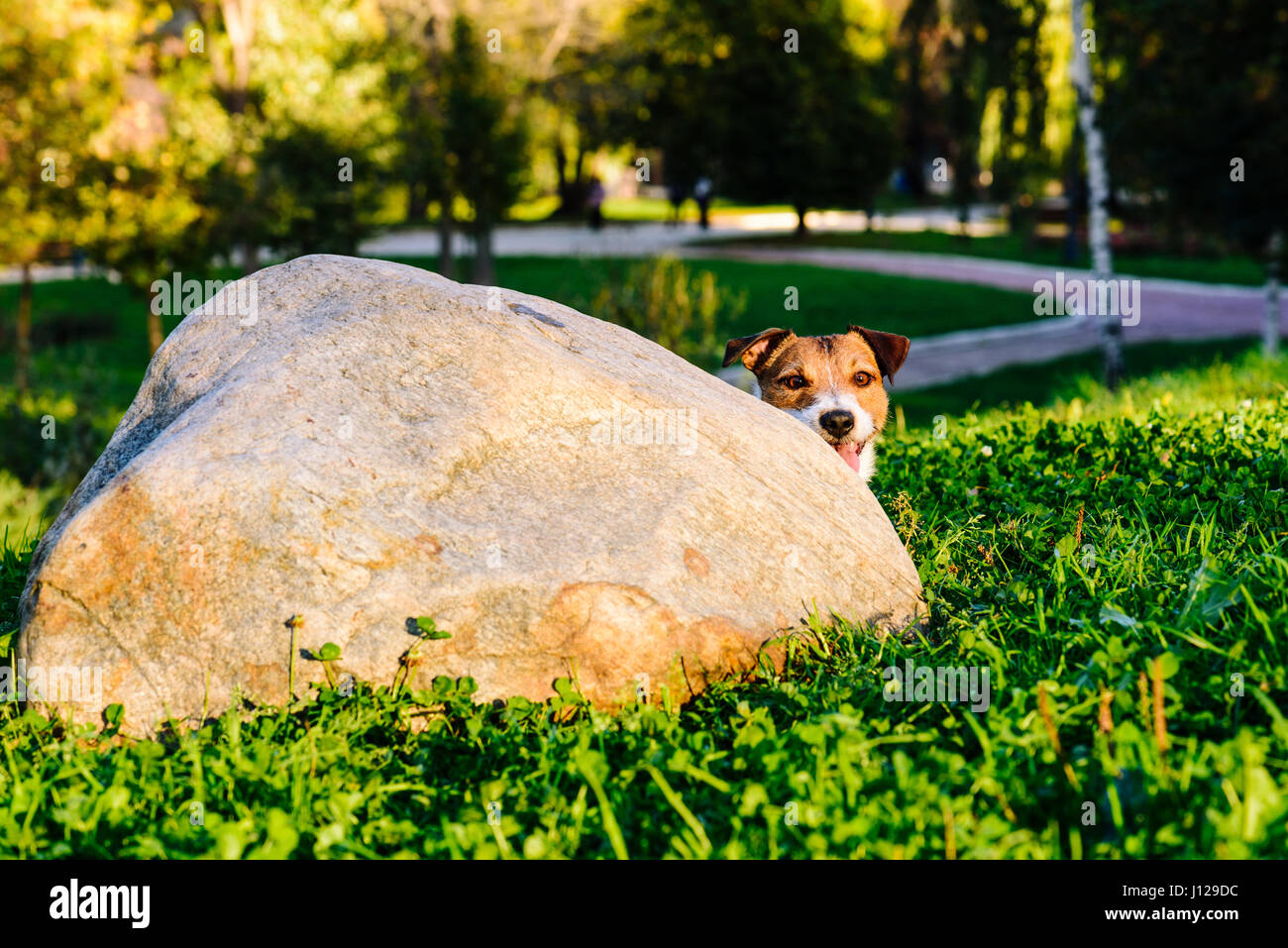Dog peeking over corner  playing hide and seek game at park Stock Photo