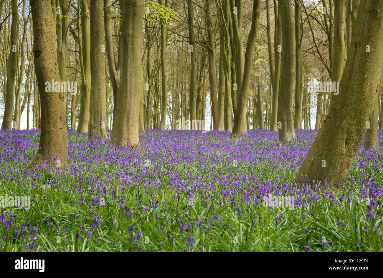 Bluebell Wood Stock Photo